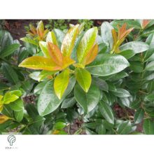 Baumgartner babérmeggy konténerben