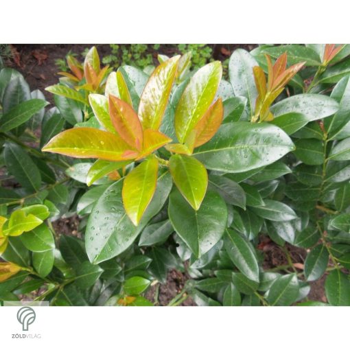 Baumgartner babérmeggy konténerben