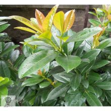 Baumgartner babérmeggy konténerben