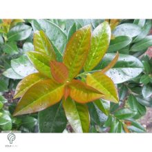 Baumgartner babérmeggy konténerben