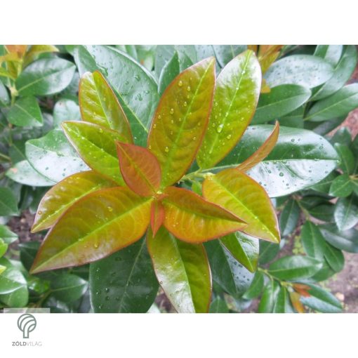 Baumgartner babérmeggy konténerben