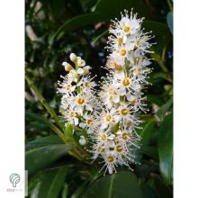 Cippora babérmeggy konténerben