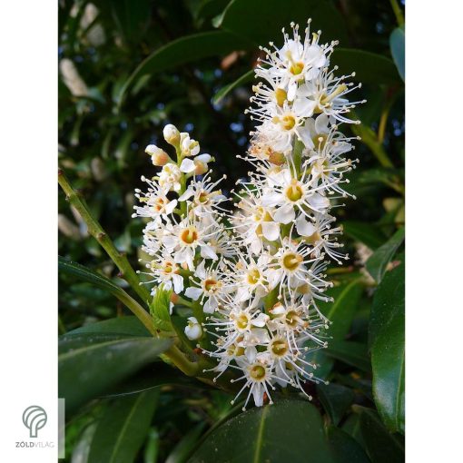 Cippora babérmeggy konténerben