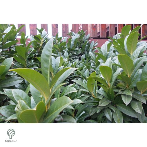 Cippora babérmeggy konténerben