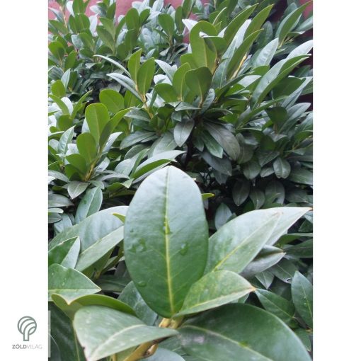 Cippora babérmeggy konténerben