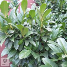 Cippora babérmeggy konténerben