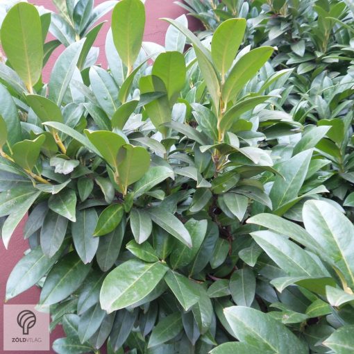 Cippora babérmeggy konténerben