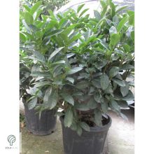 Cippora babérmeggy konténerben