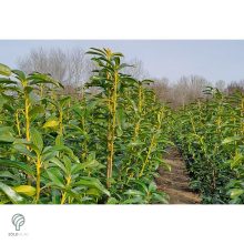 Genolia oszlopos babérmeggy virágai