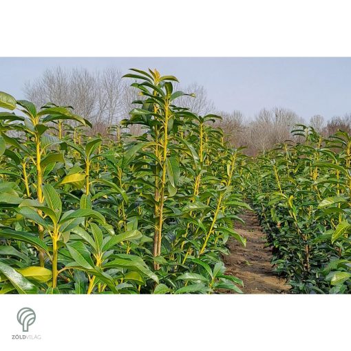 Genolia oszlopos babérmeggy virágai