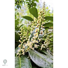 Genolia oszlopos babérmeggy virágai