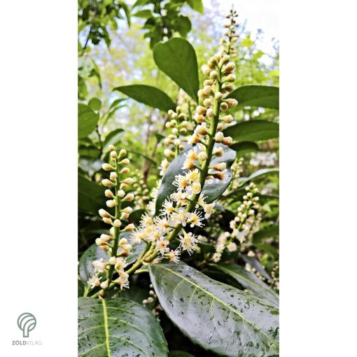 Genolia oszlopos babérmeggy virágai