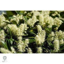 Genolia oszlopos babérmeggy virágai