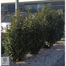 Genolia oszlopos babérmeggy virágai