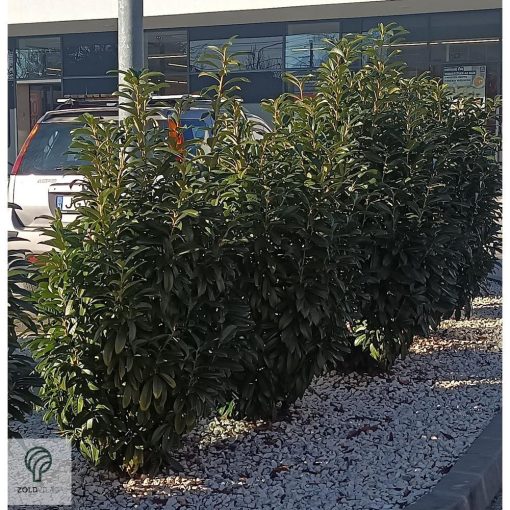 Genolia oszlopos babérmeggy virágai