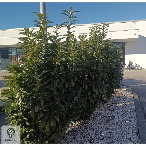 Genolia oszlopos babérmeggy virágai