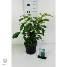 Genolia oszlopos babérmeggy virágai