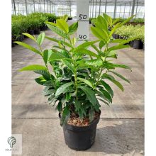 Genolia oszlopos babérmeggy virágai