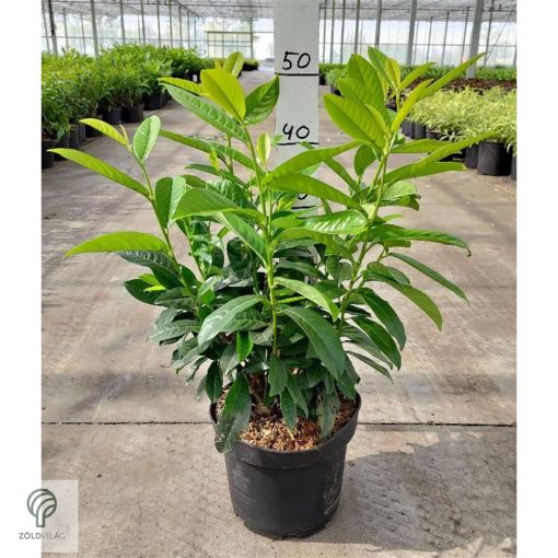 Genolia oszlopos babérmeggy virágai