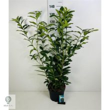 Genolia oszlopos babérmeggy virágai