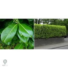 Magnólialevelű babérmeggy levél, sövény