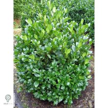 Mano babérmeggy habitus