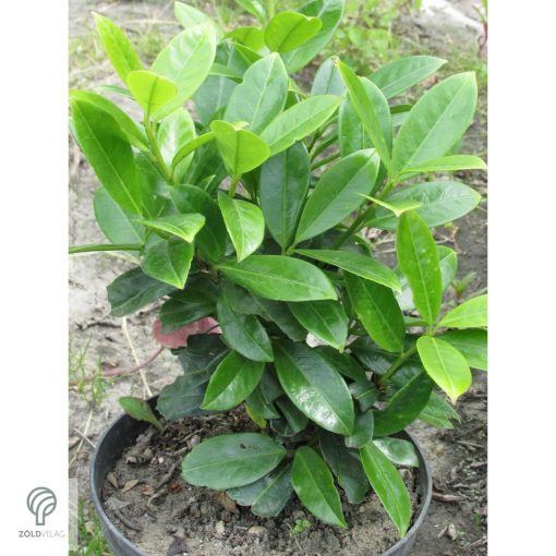 Mano babérmeggy habitus