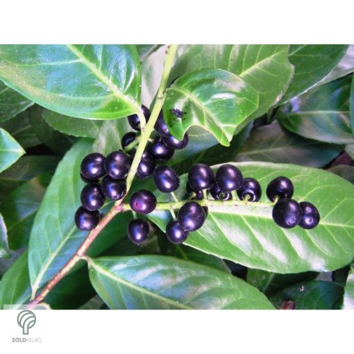 Magnólialevelű babérmeggy levél, sövény