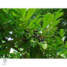 Magnólialevelű babérmeggy levél, sövény