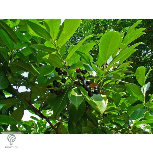 Magnólialevelű babérmeggy levél, sövény