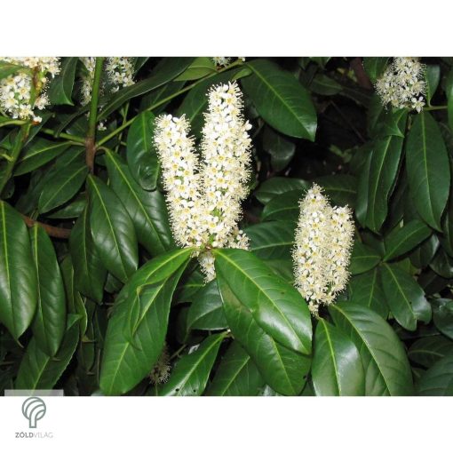 Magnólialevelű babérmeggy levél, sövény