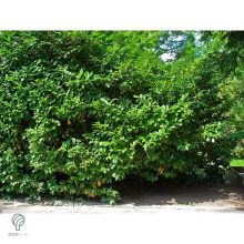 Magnólialevelű babérmeggy levél, sövény