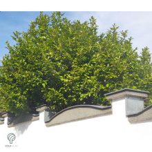 Magnólialevelű babérmeggy levél, sövény