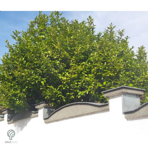 Magnólialevelű babérmeggy levél, sövény