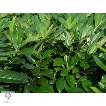 Novita babérmeggy levélzet