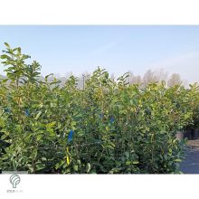 Novita babérmeggy levélzet