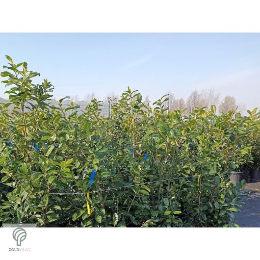 Novita babérmeggy levélzet