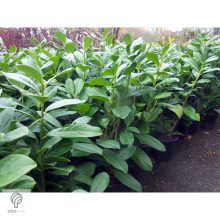 Novita babérmeggy levélzet