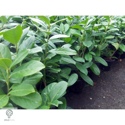 Novita babérmeggy levélzet