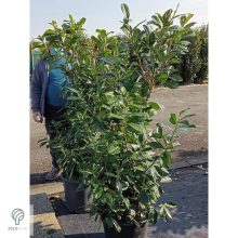 Novita babérmeggy levélzet