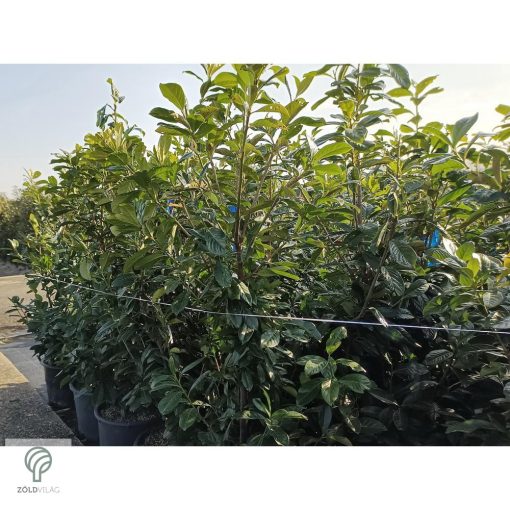 Novita babérmeggy levélzet