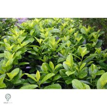 Novita babérmeggy levélzet