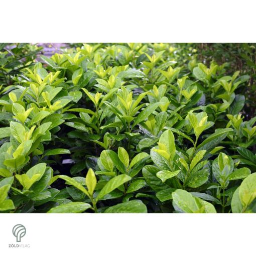 Novita babérmeggy levélzet