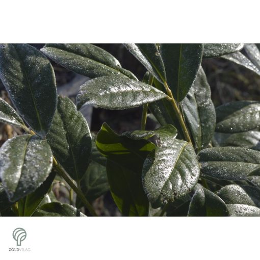 Novita babérmeggy levélzet