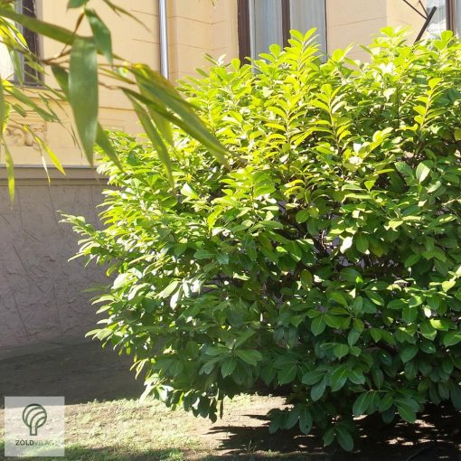 Novita babérmeggy levélzet