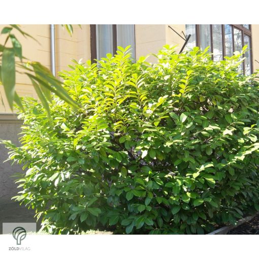 Novita babérmeggy levélzet