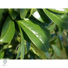 Sipka babérmeggy habitus