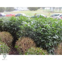 Sipka babérmeggy habitus