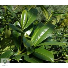 Sipka babérmeggy habitus