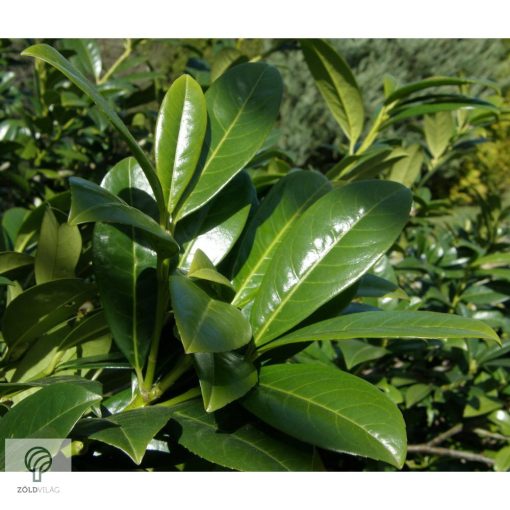 Sipka babérmeggy habitus